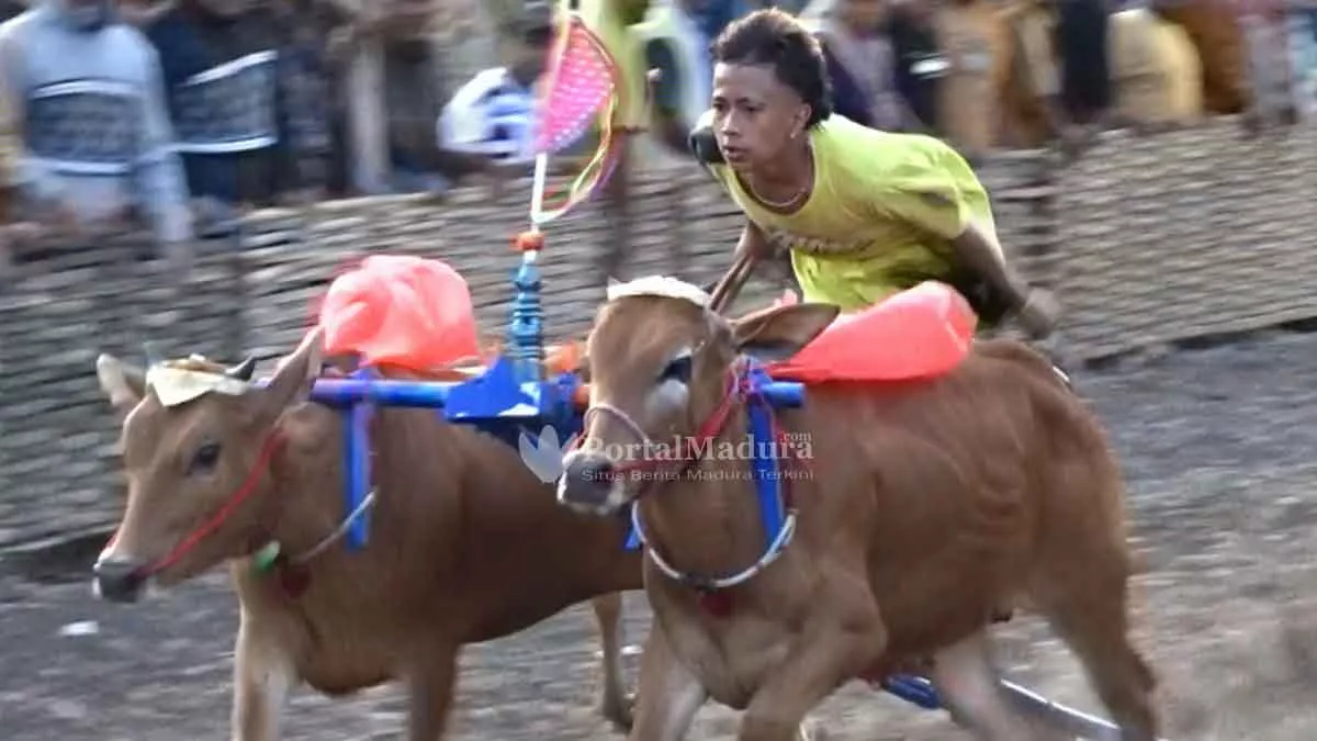 Karapan Sapi, Menjaga Tradisi dan Ajang Silaturahmi Warga Batuputih