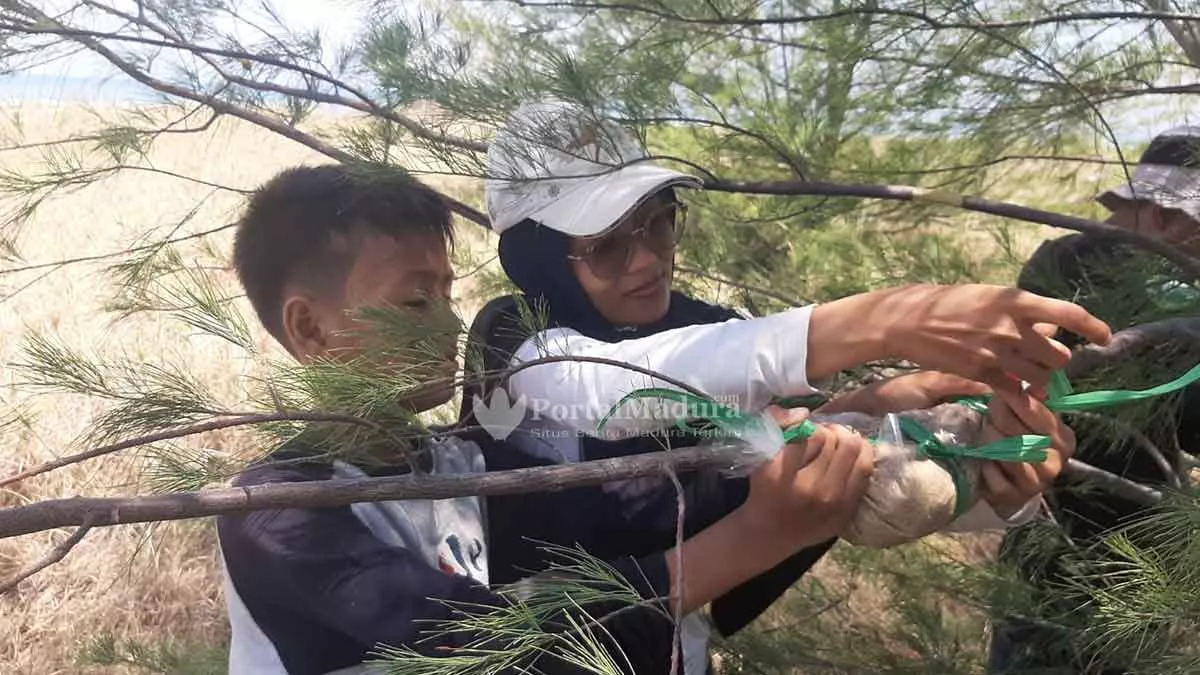 Selamatkan Gili Pandan Sumenep, Fk3I Tanam Pohon Cemara Udang - Portalmadura.com Selamatkan Gili Pandan Sumenep, FK3I Tanam Pohon Cemara Udang