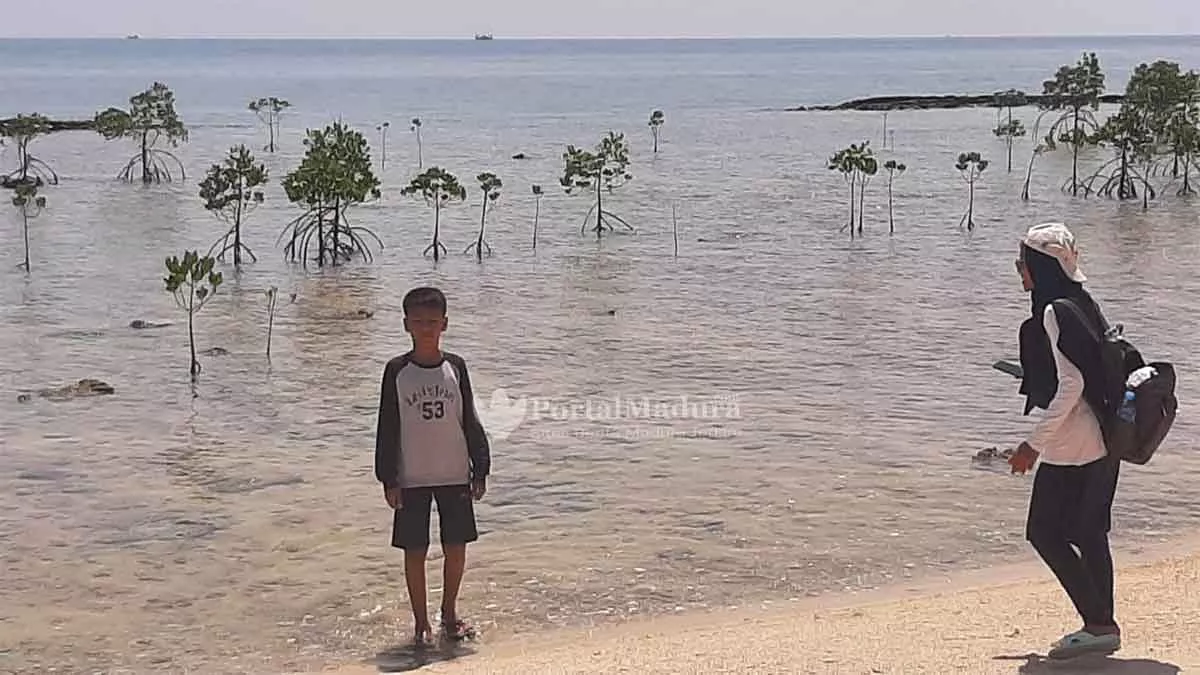 Selamatkan Gili Pandan Sumenep, Fk3I Tanam Pohon Cemara Udang - Portalmadura.com Selamatkan Gili Pandan Sumenep, FK3I Tanam Pohon Cemara Udang