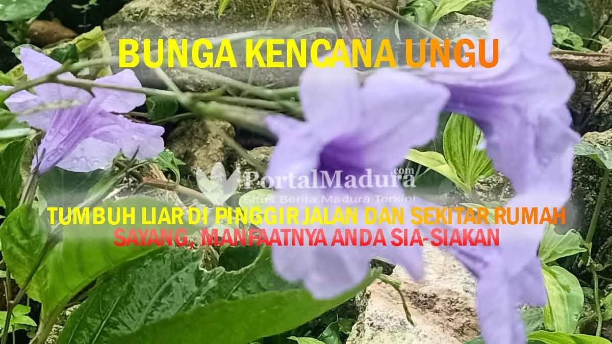 Bunga Kencana Unggu Tumbuh di Sumenep