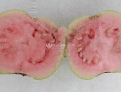Jambu Biji Merah Perkuat Daya Tahan Tubuh