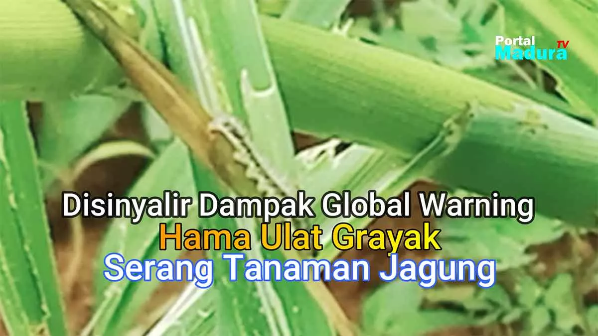 Populasi Tinggi, Ulat Grayak Serang Tongkol Jagung Warga Batuputih Sumenep