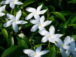 5 Tanaman Hias yang Membuat Rumahmu Wangi Seperti di Spa