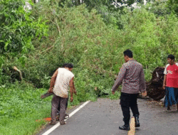 Pohon Asam Tumbang, Arus Lalu Lintas di Jalan Raya Dasuk Sumenep Terganggu
