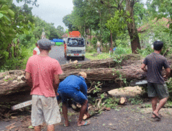 Pohon Asam Tumbang Tutupi Jalan Tambaksari Sumenep, Polisi Gerak Cepat