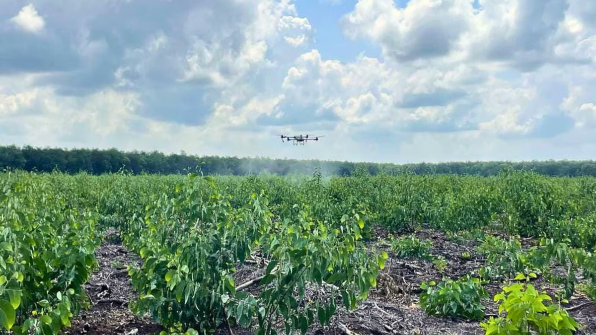 Drone Pertanian DJI Agras T20P Atasi Hama Eukaliptus