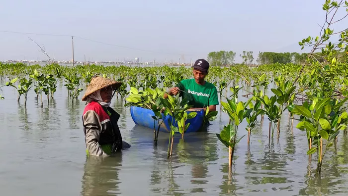 Hari Mangrove Sedunia: Peran Penting Pelestarian Mangrove untuk Masa Depan