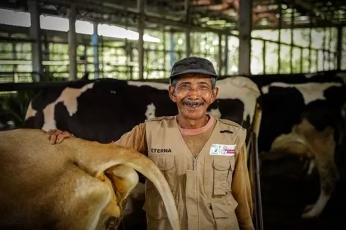 Mengoptimalkan Pemberdayaan Peternak Sapi Perah Lokal