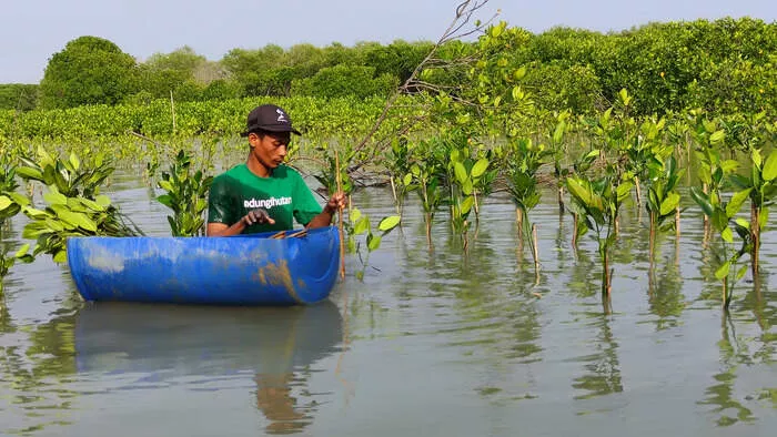 LindungiHutan Luncurkan Program Mangrove Capital, Dukung Perusahaan Menuju Keuangan Berkelanjutan