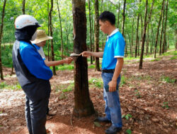 Huy Anh Rubber Perkuat Kepatuhan EUDR dengan KOLTIVA