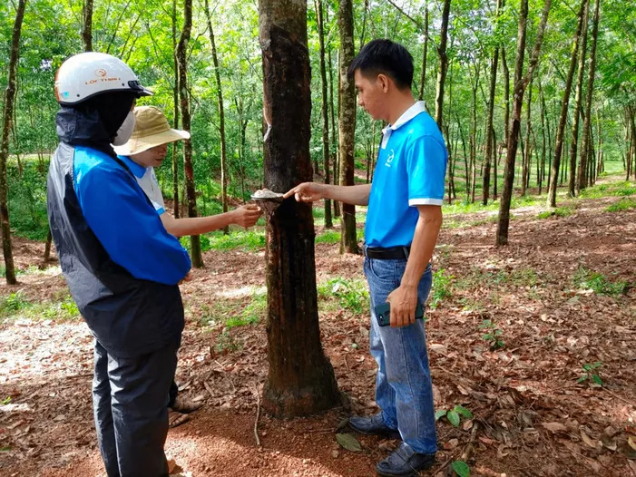 Huy Anh Rubber Perkuat Kepatuhan EUDR dengan KOLTIVA