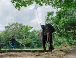 Proyek Gajahlah Way Kambas: LindungiHutan Angkat Isu Konservasi Gajah Sumatera