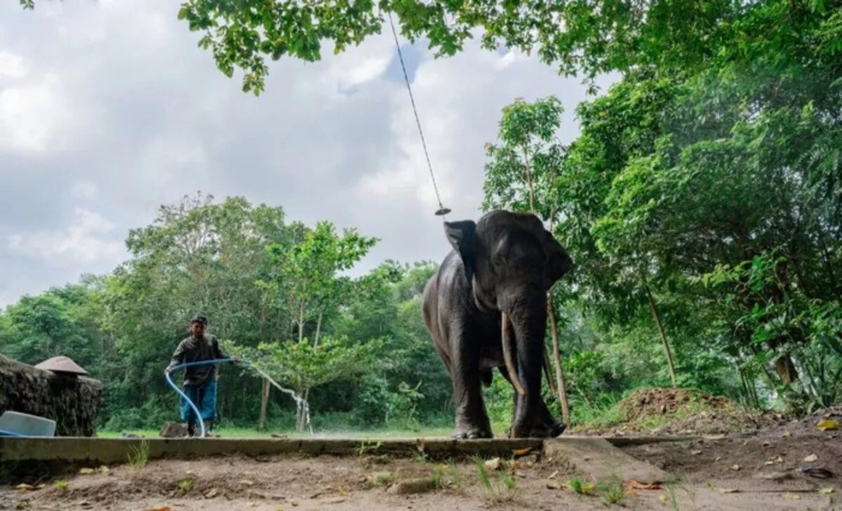 Proyek Gajahlah Way Kambas: LindungiHutan Angkat Isu Konservasi Gajah Sumatera