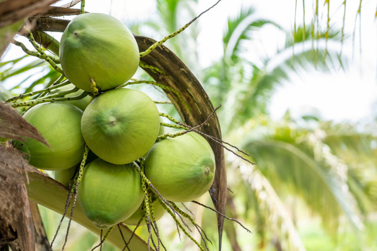 KOLTIVA Gabung Sustainable Coconut Partnership (Sumber : KOLTIVA)