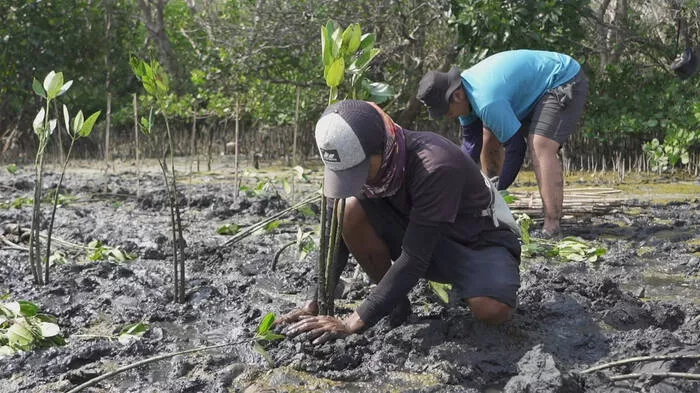 Mangrove Capital, Aksi Nyata Perusahaan untuk Lingkungan Berkelanjutan