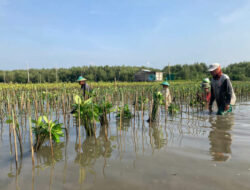Aksi Menanam Pohon untuk Melindungi Pesisir Mangunharjo