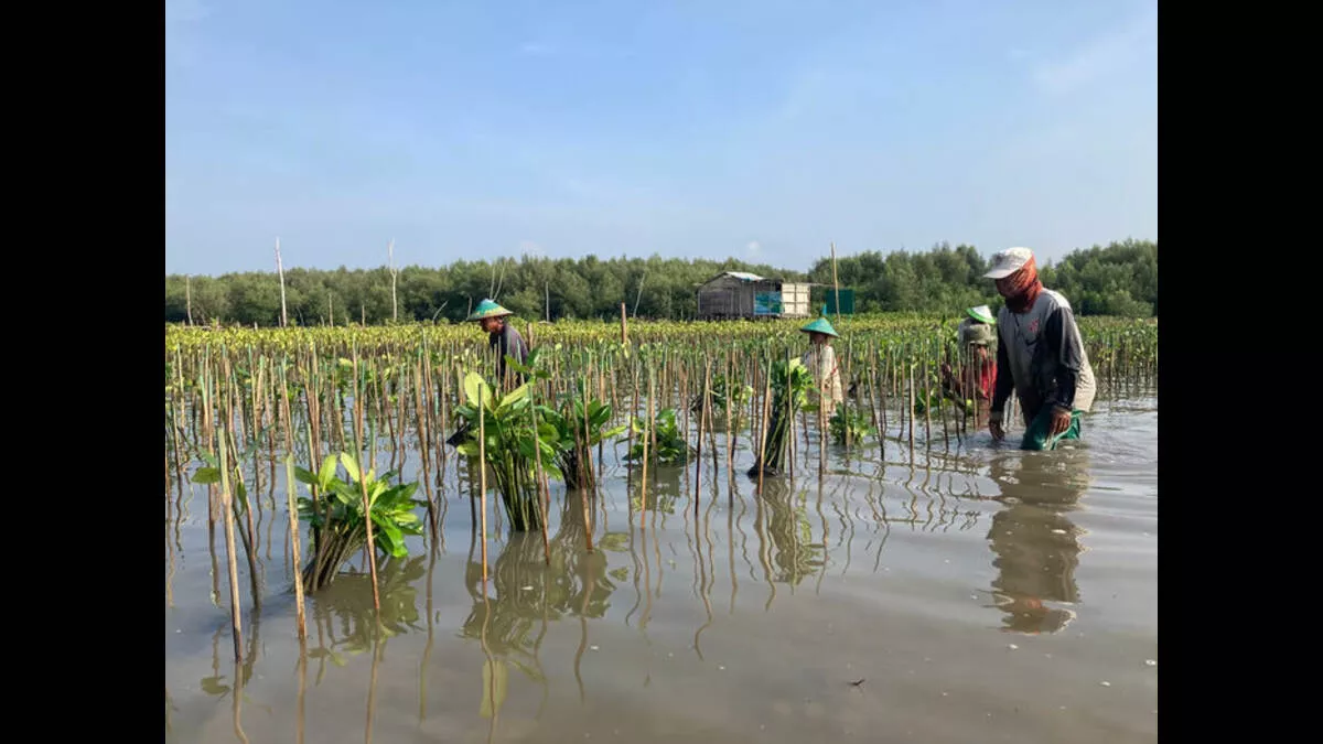Aksi Menanam Pohon untuk Melindungi Pesisir Mangunharjo