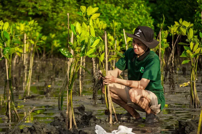 Konservasi Mangrove di Teluk Benoa oleh LindungiHutan dan Bendega