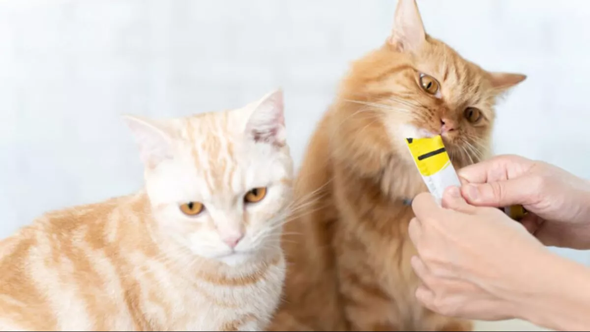 Snack Kucing dengan 100% Ikan Asli, Pilihan Terbaik