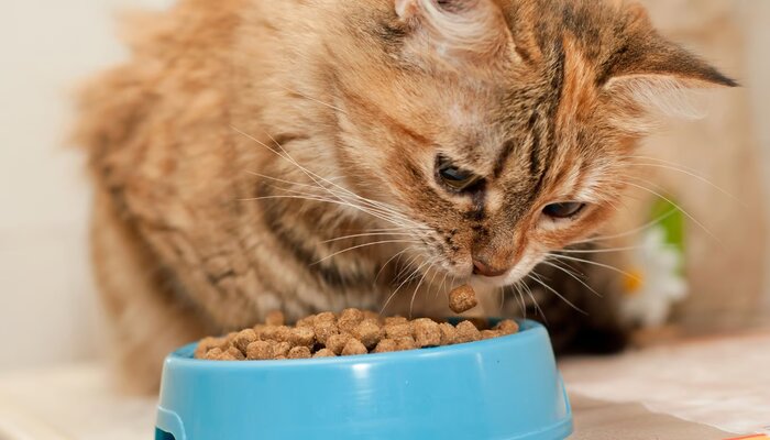 7 Cara Mengatasi Kucing yang Tidak Mau Makan