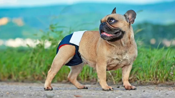 Cara Mudah Melatih Anjing Memakai Popok dengan Nyaman