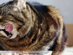 Perbandingan Wet Food dan Dry Food untuk Kucing