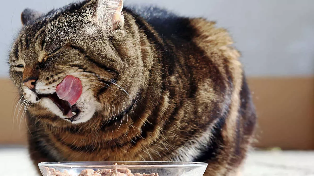 Perbandingan Wet Food dan Dry Food untuk Kucing