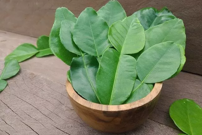 10 Manfaat Daun Jeruk untuk Kesehatan, Yuk Simak!