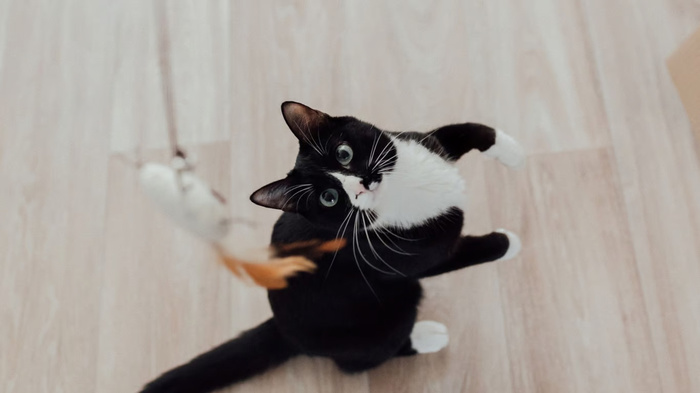 Manfaat Makanan Basah untuk Kesehatan Kucing