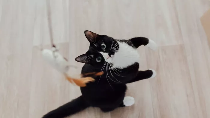 Manfaat Makanan Basah untuk Kesehatan Kucing