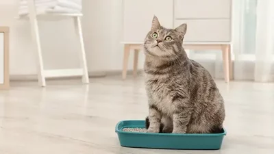 Kenapa Alas Toilet Kucing Antibakteri Unicharm Jadi Pilihan Para Cat Lovers?