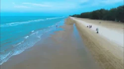 Pantai Lombang, Surga Cemara Udang di Ujung Madura