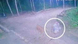 Sapi Warga Sampang yang Dicuri Berhasil Ditemukan Setelah Pencarian 4 Jam