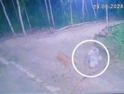 Sapi Warga Sampang yang Dicuri Berhasil Ditemukan Setelah Pencarian 4 Jam