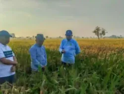 Bupati Sumenep Tinjau Padi HMS 700, Petani Bisa Panen Hingga 10 Ton per Hektare?