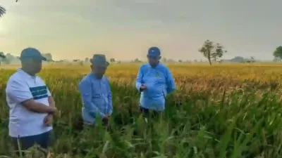 Bupati Sumenep Tinjau Padi HMS 700, Petani Bisa Panen Hingga 10 Ton per Hektare?