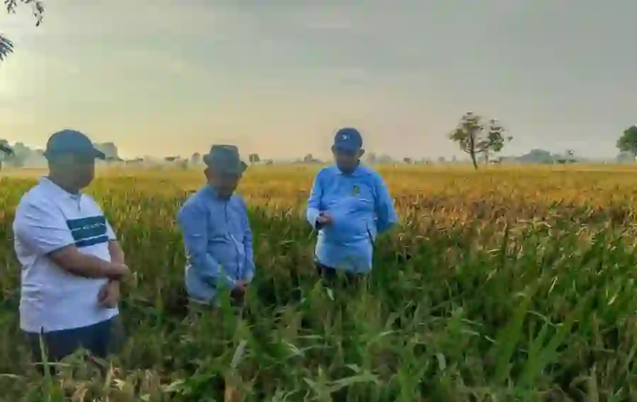 Bupati Sumenep Tinjau Padi HMS 700, Petani Bisa Panen Hingga 10 Ton per Hektare?
