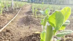 Harga Tembakau Anjlok 50% di Sampang, Petani Rugi Besar Akibat Kemarau Basah