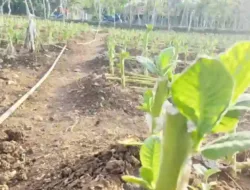 Harga Tembakau Anjlok 50% di Sampang, Petani Rugi Besar Akibat Kemarau Basah