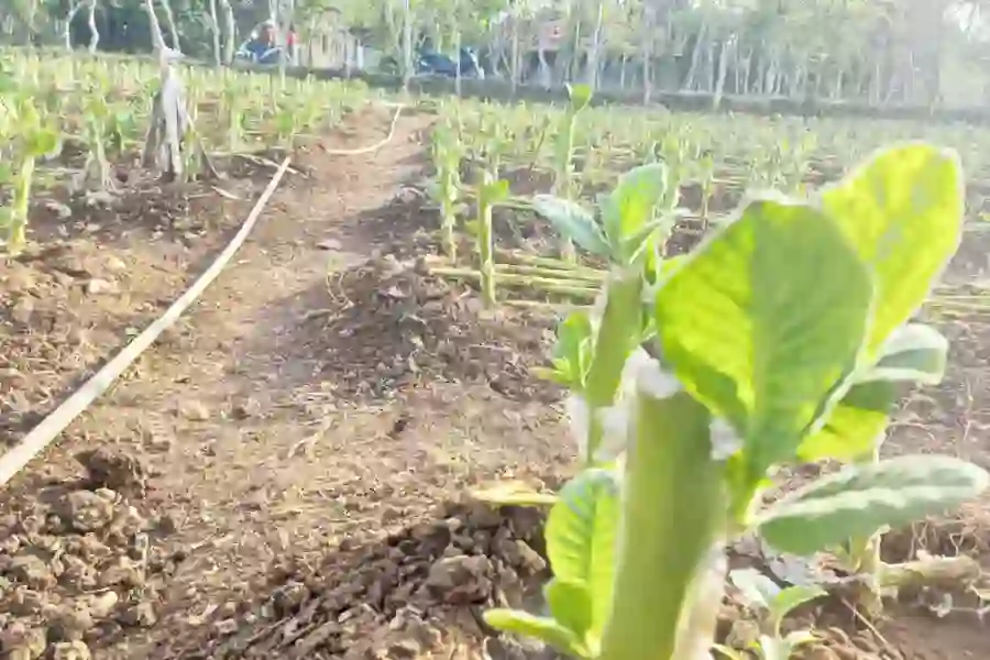 Harga Tembakau Anjlok 50% di Sampang, Petani Rugi Besar Akibat Kemarau Basah