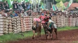 Karapan Sapi Piala Presiden Batal Digelar di Sumenep, Ini Alasannya!