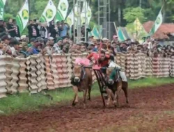 Karapan Sapi Piala Presiden Batal Digelar di Sumenep, Ini Alasannya!