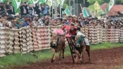 Karapan Sapi Piala Presiden Batal Digelar di Sumenep, Ini Alasannya!
