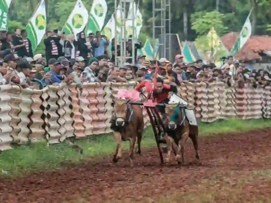 Karapan Sapi Piala Presiden Batal Digelar di Sumenep, Ini Alasannya!