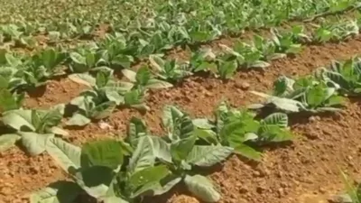 Pemkab Pamekasan Tetapkan BPP Tembakau 2025: Rp64 Ribu per Kg untuk Kualitas Gunung
