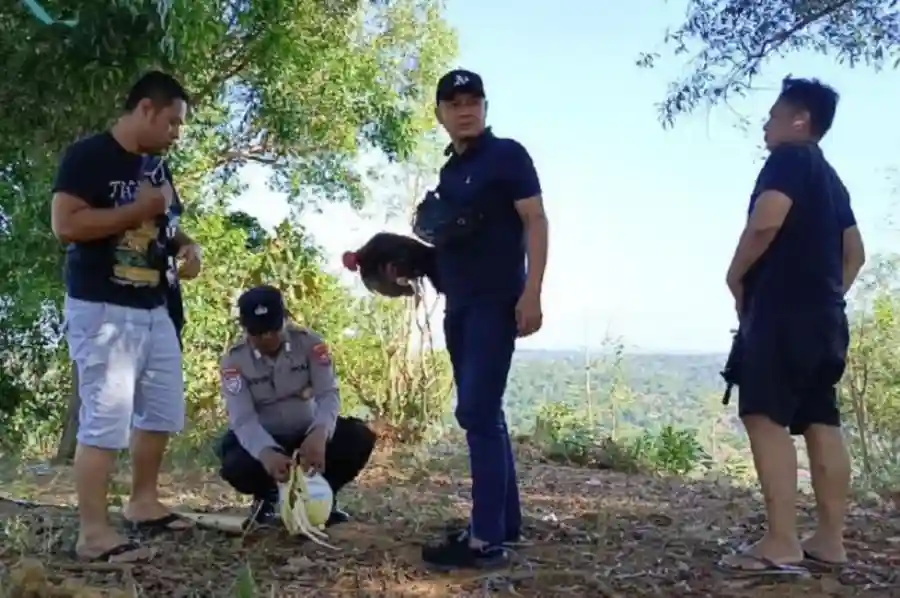 Polisi Gerebek Arena Judi Sabung Ayam di Sampang, Pelaku Kabur Tinggalkan Ayam Luka