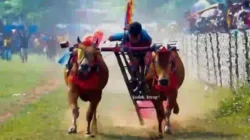 47 Pasang Sapi Siap Adu Cepat di Karapan Sapi Piala Bupati Sampang, Pemenang Tembus Piala Presiden
