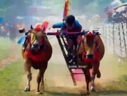 47 Pasang Sapi Siap Adu Cepat di Karapan Sapi Piala Bupati Sampang, Pemenang Tembus Piala Presiden