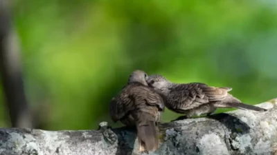 Perkutut Banyu Mili Dipercaya Bawa Rezeki Lancar, Ini Ciri-Cirinya!
