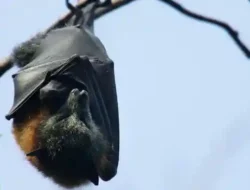 Bandara Asia Terapkan Screening ala COVID Setelah Wabah Virus Nipah di India